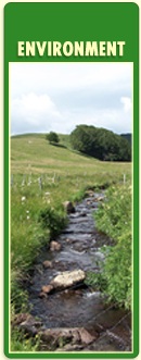 Services Environment