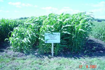 Millet