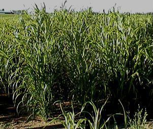 Millet Perle