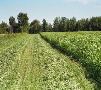 Herbe soudan 1
