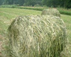 Herbe soudan 3