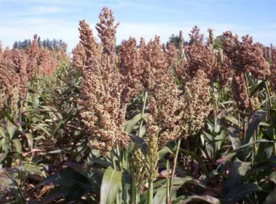 Sorgho grain1 Sorgho grain1