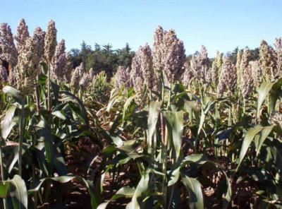 Sorgho grain 2 Sorgho grain 2