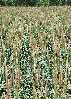 Millet grain 1 Millet grain 1