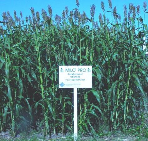 sweet sorghum sweet sorghum