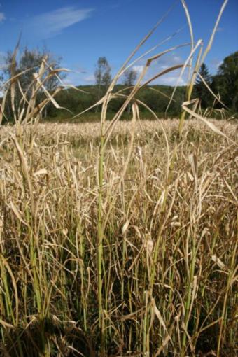 Agronomie